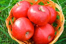 Apples In A Basket Royalty Free Stock Images Apples In A Basket Royalty Free Stock Images