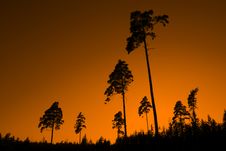 PINE TREE SUNSET Stock Photos PINE TREE SUNSET Stock Photos