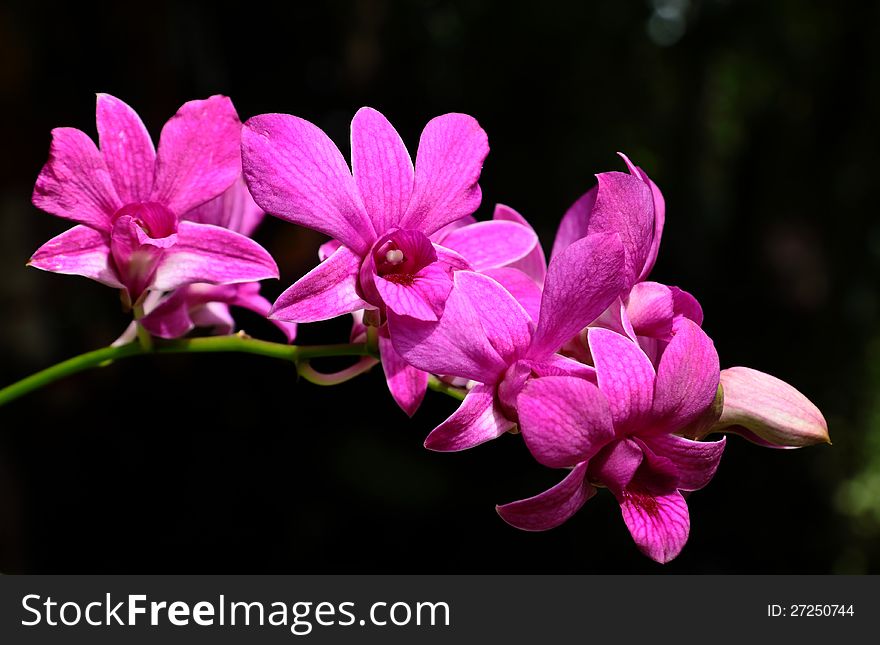 Close up of violet orchid flowers blooming