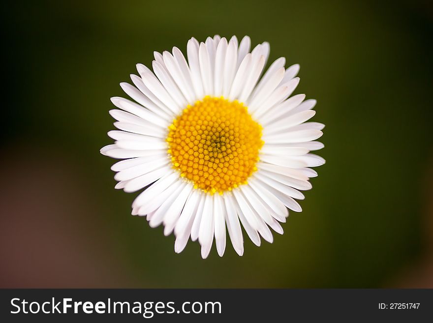 White Daisy On Green Background
