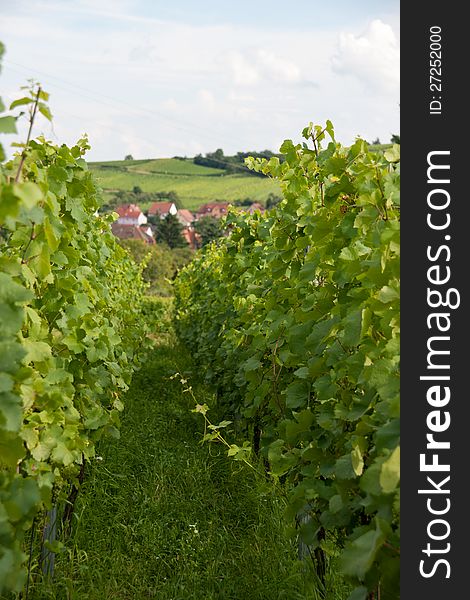 Alsace Landscape And Vinewyard