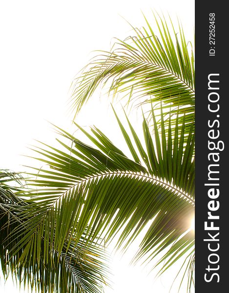 Coconut leaves on white background with sun ray
