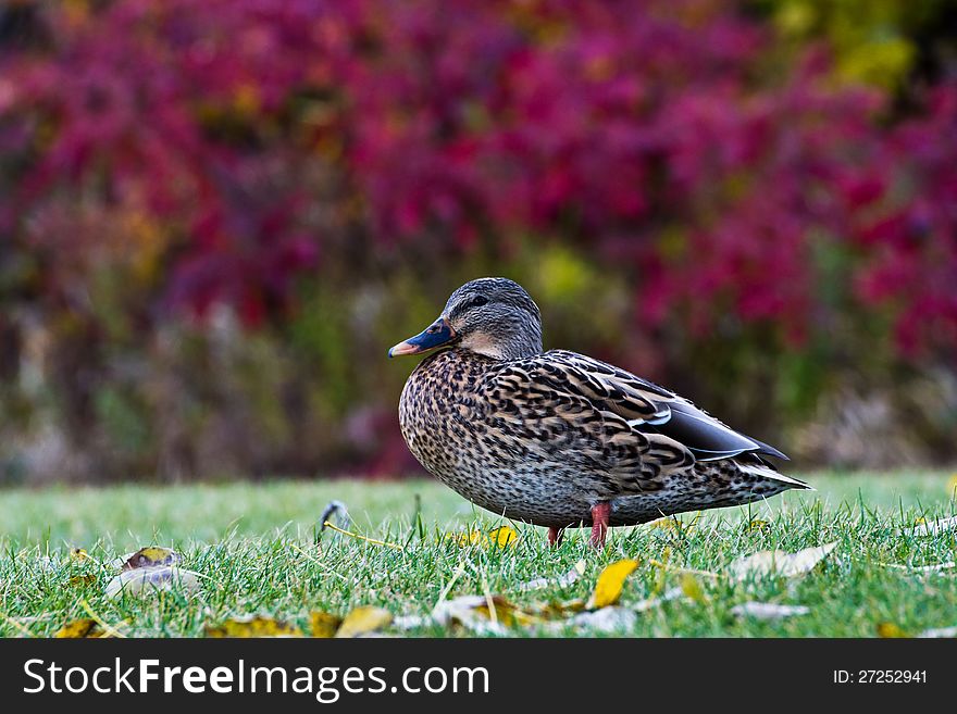 Ground level view of a duck standing in grass and leaves with red autumn foliage in the distance. Ground level view of a duck standing in grass and leaves with red autumn foliage in the distance