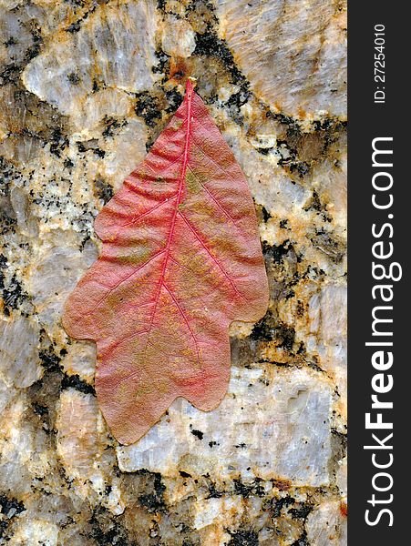 Oak leaf on a pink granite background