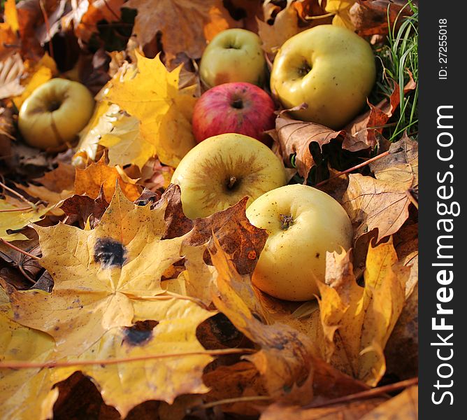 Autumn background - fallen apples and leaves of maple