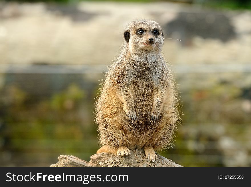 A fat meerkat standing on a log and staring into the distance, getting ready for the winter.