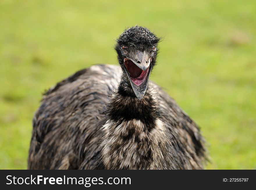 An emu opening his beak, giving the impression of a harsh scream. An emu opening his beak, giving the impression of a harsh scream.