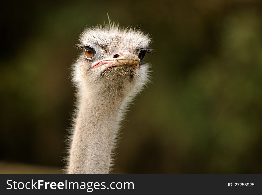 A Serious Ostrich