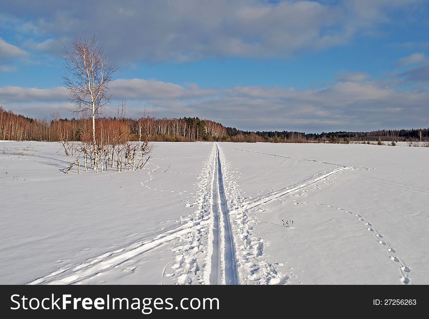 Ski track in a field on forest background