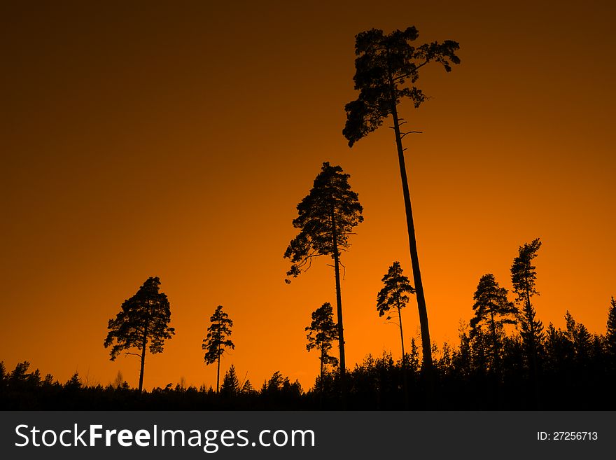 Sunset landscape with silhouettes of pine trees and mountain. Sunset landscape with silhouettes of pine trees and mountain