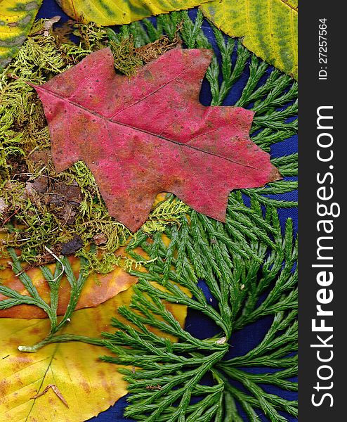Fall leaves and color background. Fall leaves and color background