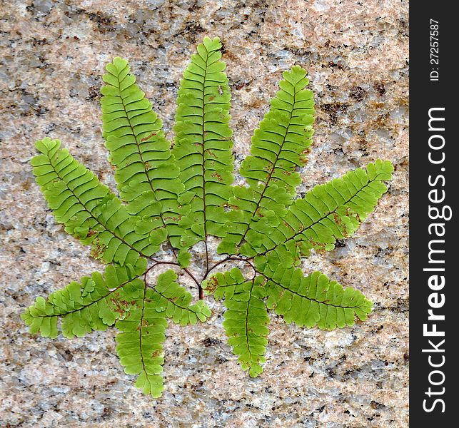 Fern with a stone background. Fern with a stone background