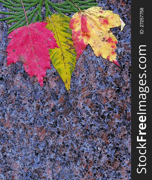 Red and yellow maple leaves on granite. Red and yellow maple leaves on granite