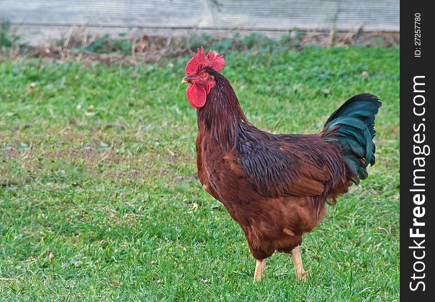 A handsome, brown rooster in a farmyard
