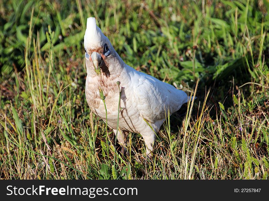 White Corella in Grassy Field