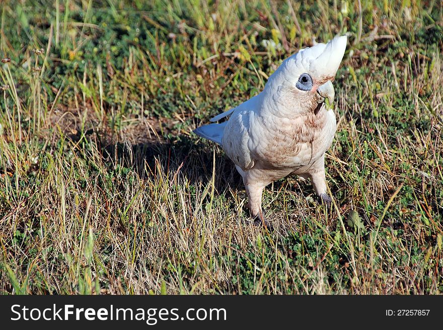 White Corella In Grassy Field