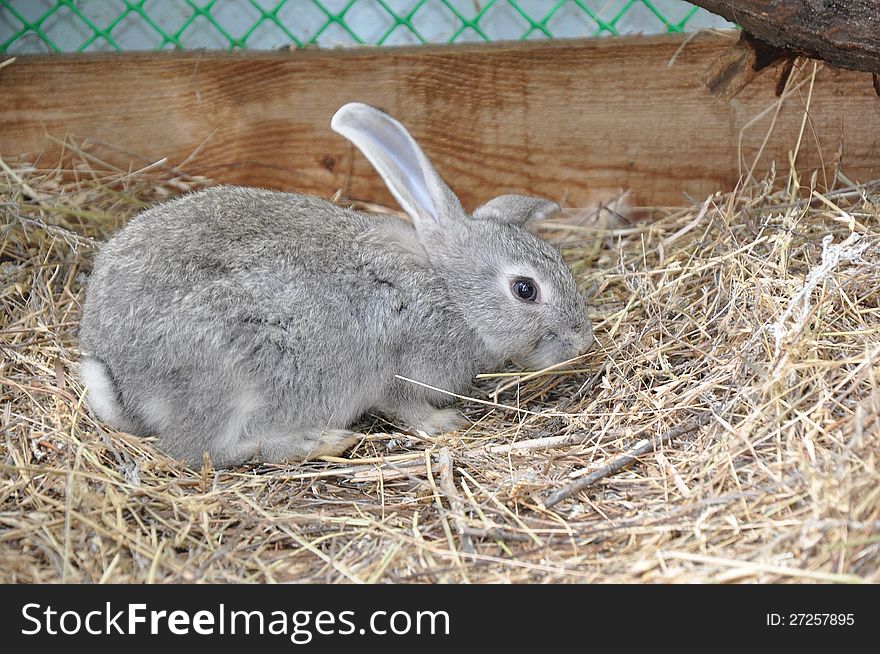 Rabbit Rabbit in the Zoo. The City Of Orenburg, Southern Ural, Russia.