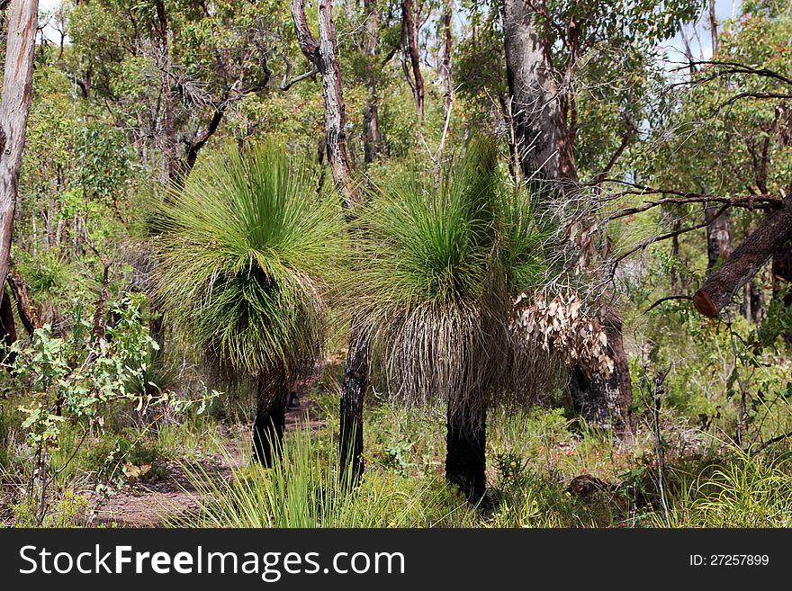 Australian Grass Trees in Forest