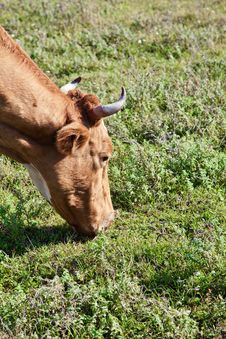 Grazing Cow Stock Images