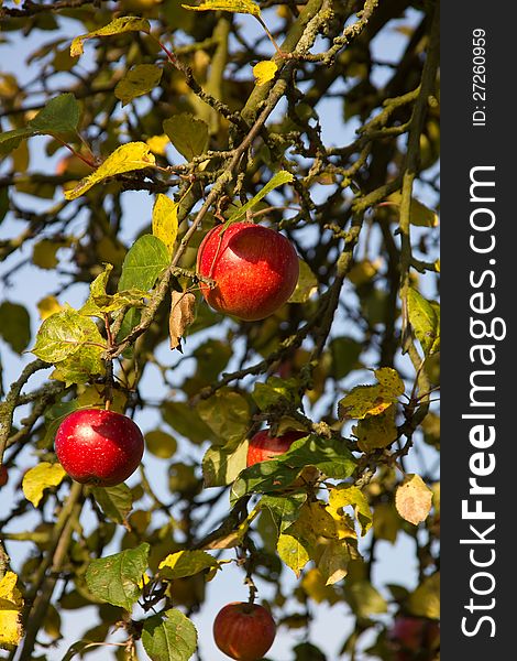 Red Apples In The Late Summer