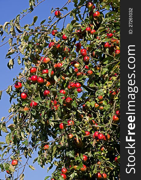 Red Apples In The Late Summer