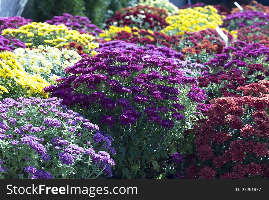 Colorful Flowers