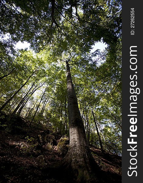 Trees from forest against blue sky. Trees from forest against blue sky