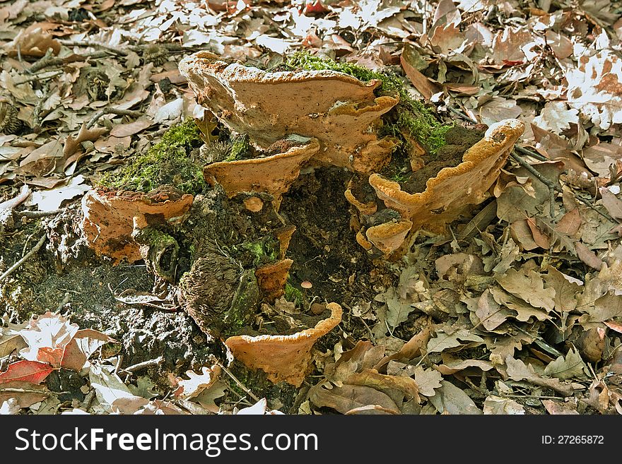 Mushroom wood phellinus torulosus, grown on a strain of oak