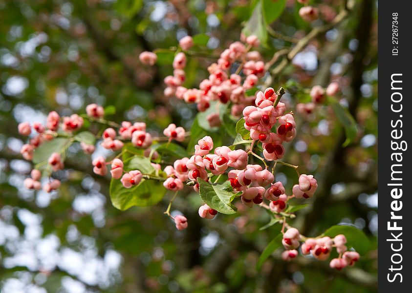 Chinese Spindle Tree fruit also known as Euonymus Hamiltonianus