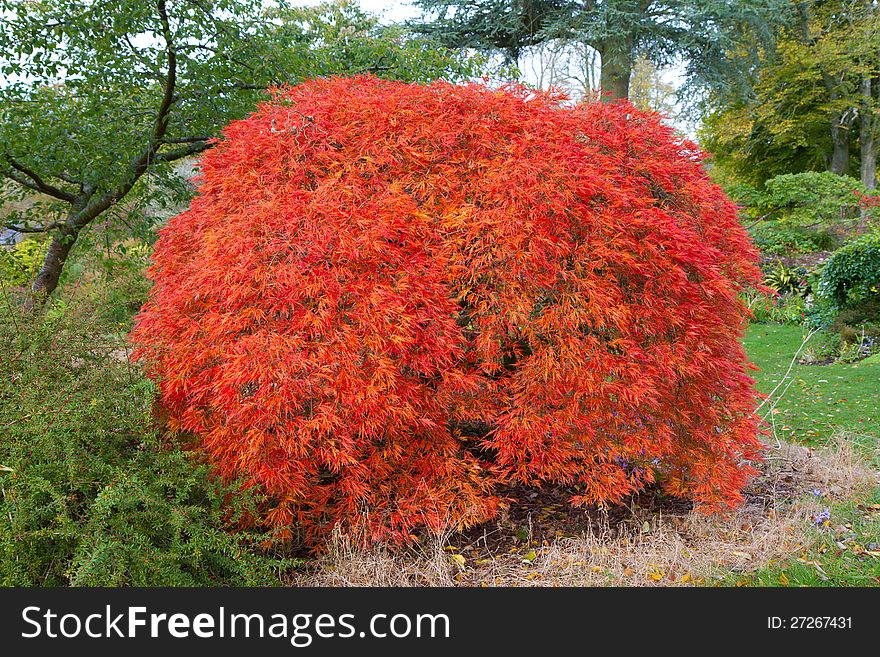Acer Pazmatum tree otherwise known as Japanese Maple from the dissectum atropurpureum group. Acer Pazmatum tree otherwise known as Japanese Maple from the dissectum atropurpureum group