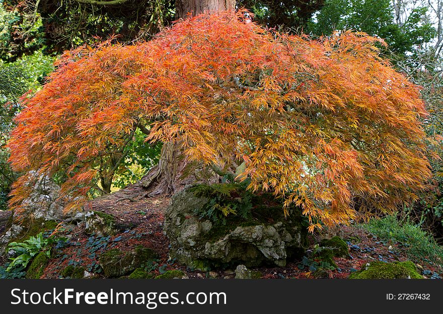 Acer Tree Known As Japanese Maple
