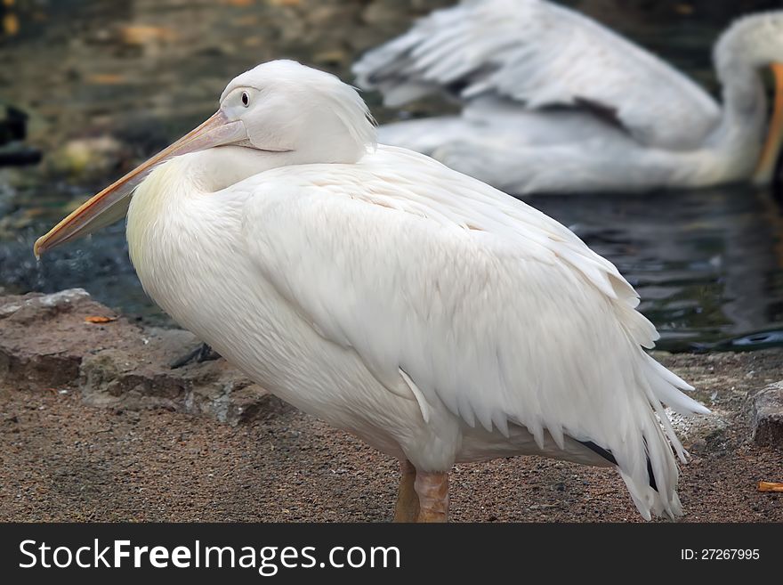 This is photo of pelican