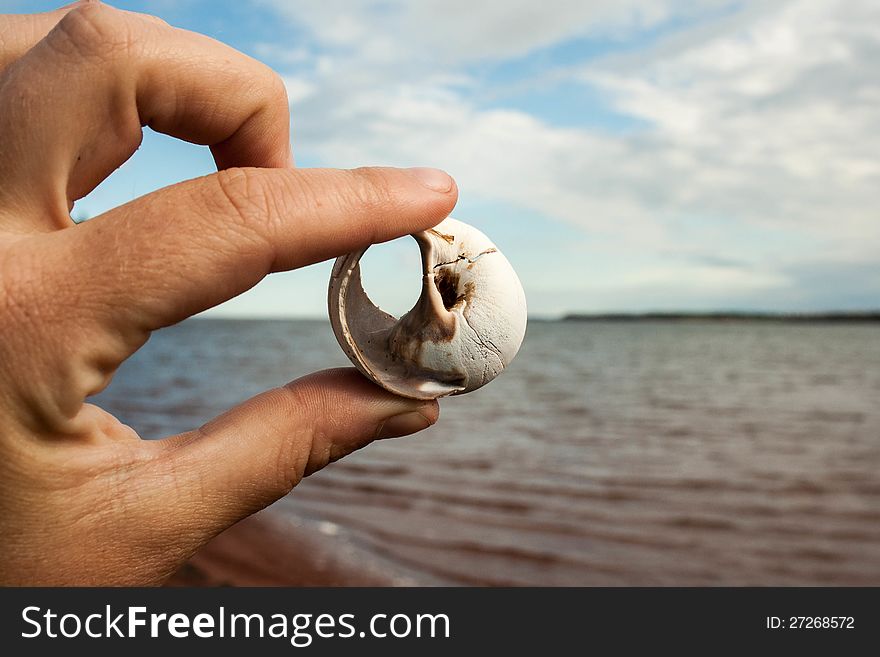 Fingers holding a shell with the ocean in the background. Fingers holding a shell with the ocean in the background