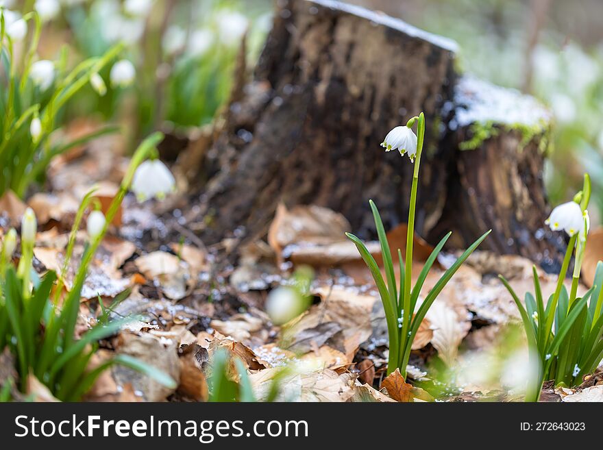 Leucojum Vernum - Bunches Of White Flowers Of Vernal Vernum Growing In A Deciduous Forest Against A Moss-covered Tree Stump With S