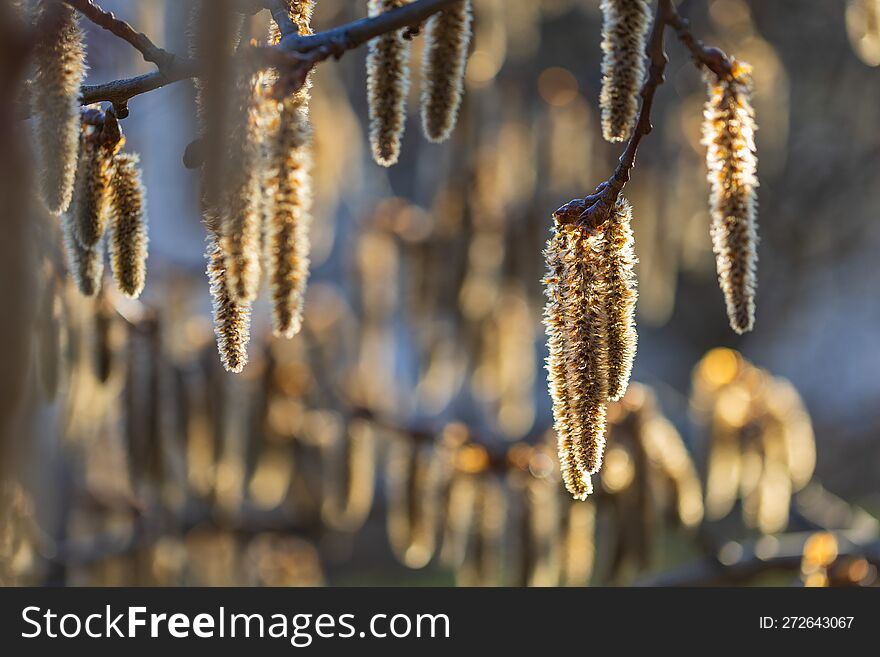 Populus Tremula - Poplar Flowers, The First Spring Growing On A Tree In The Background Beautiful