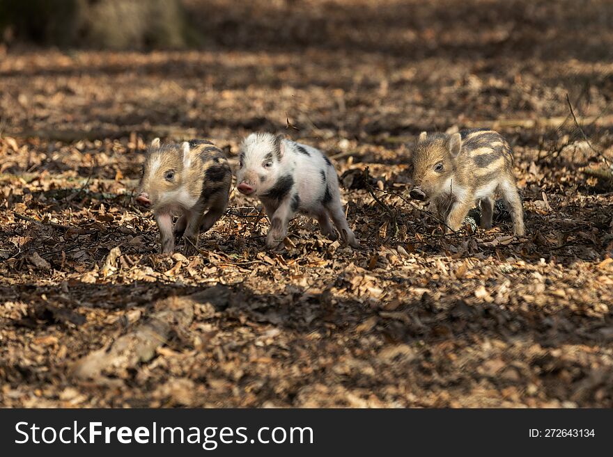 Three little wild pigs running in a leafy forest