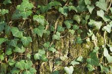Closeup Of An Ivy Leaves On A Tree Trunk Royalty Free Stock Photos Closeup Of An Ivy Leaves On A Tree Trunk Royalty Free Stock Photos