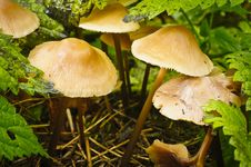 Mushroom Under Leaves Royalty Free Stock Photos