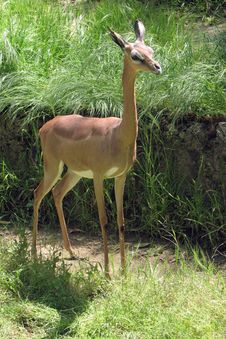 Antelope Royalty Free Stock Image Antelope Royalty Free Stock Image