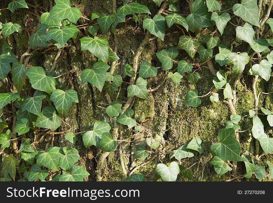 Closeup Of An Ivy Leaves On A Tree Trunk