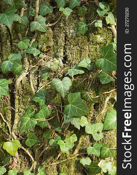 Closeup of an ivy leaves on a tree trunk in the park. Nature background. Vertically.
