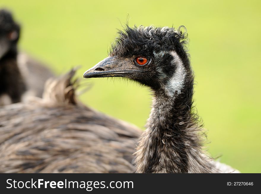 An emu staring out into distance.