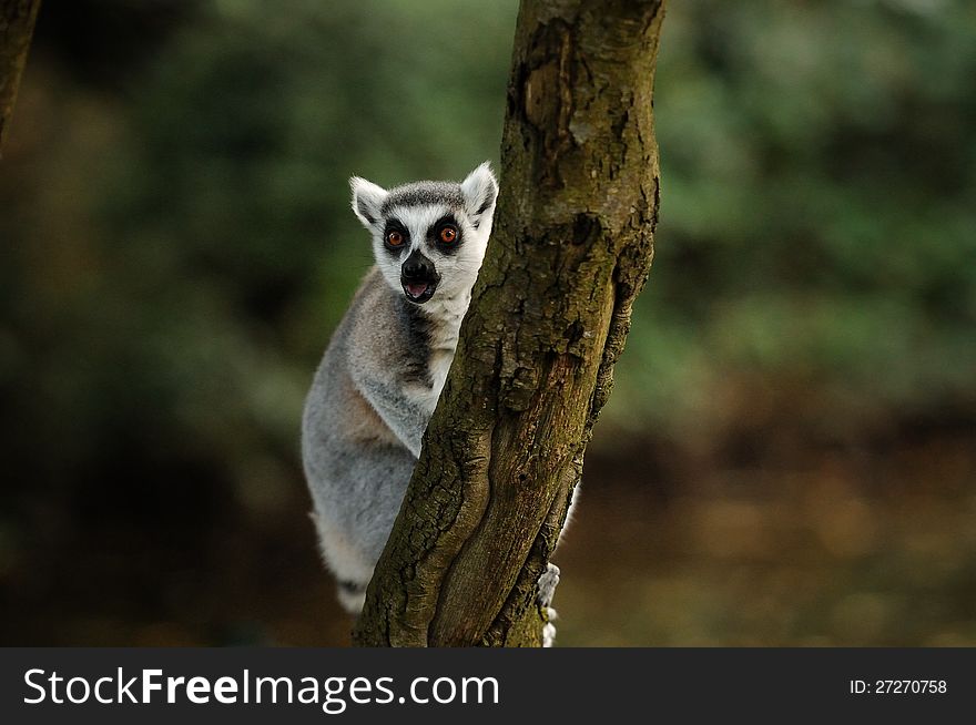 A lemur sitting in a tree, gazing. A lemur sitting in a tree, gazing.
