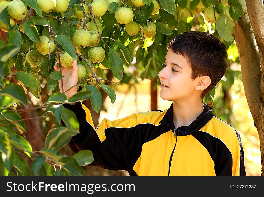 Boy picking apples from an apple tree in a a fruit garden. Boy picking apples from an apple tree in a a fruit garden