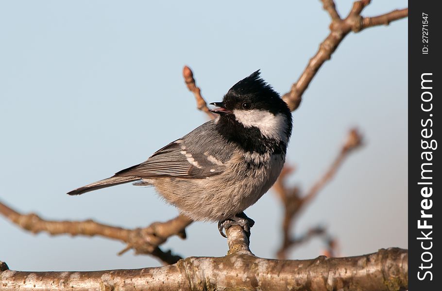 A coal tit is sitting in the oak on a twig and looking back. A coal tit is sitting in the oak on a twig and looking back