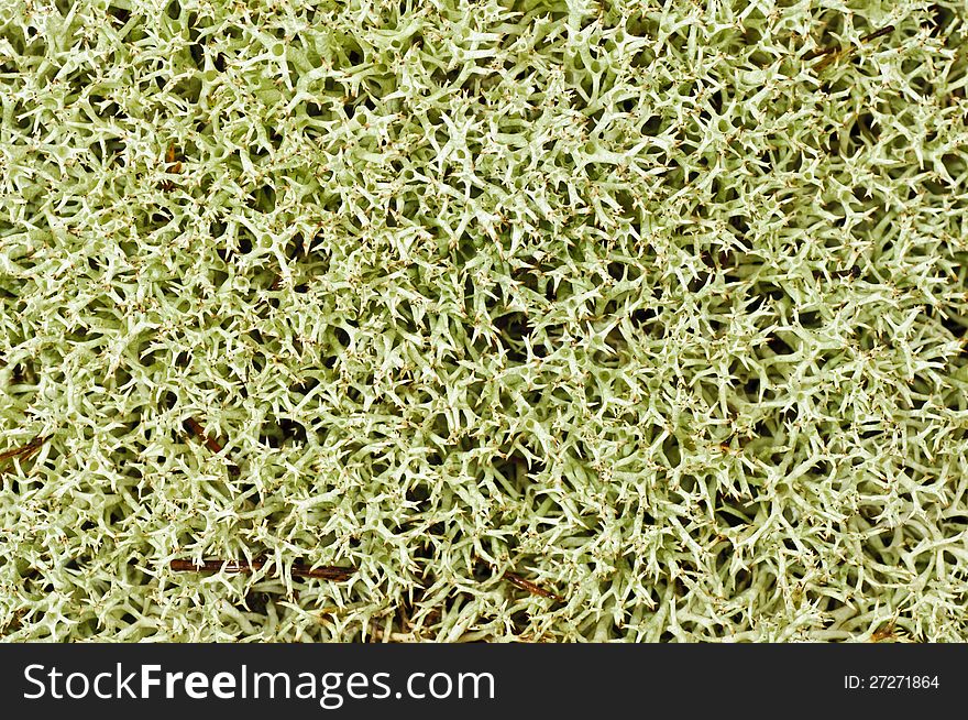 Carpet Of Moss