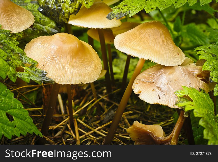 Macro phoyo of yellow mushrooms under green leaves. Macro phoyo of yellow mushrooms under green leaves