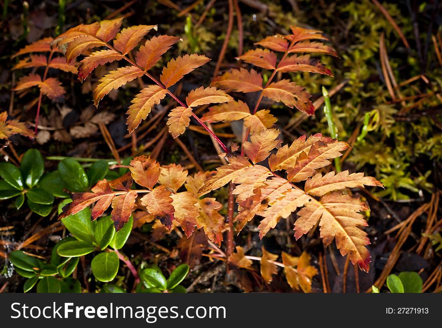 Close up photo of red small rowan.