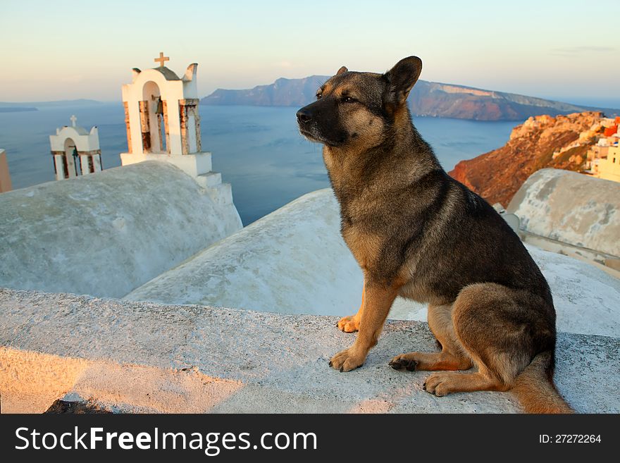 Santorini Street Dog