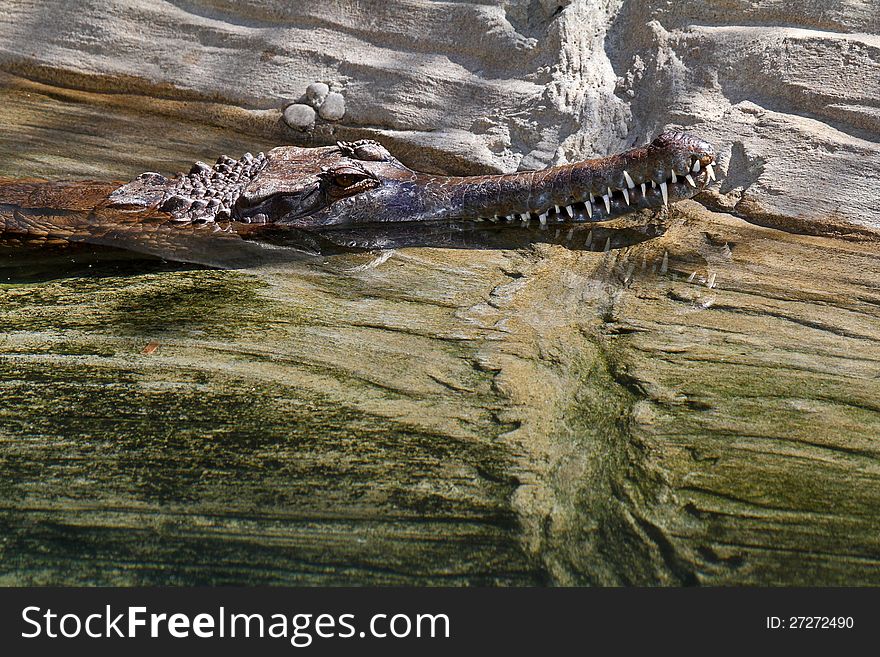 Close Up Head Of Tropical Beast Reflected In Shallow Water. Close Up Head Of Tropical Beast Reflected In Shallow Water